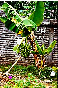 bananenboom_klein0003 (35K)