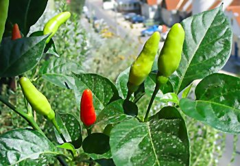 capsicum (28K)